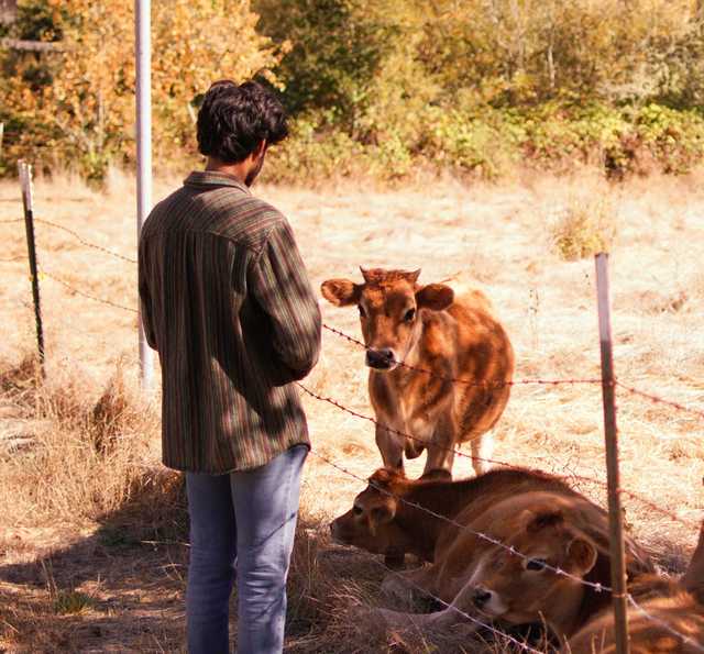 a person observing a herd of cows.